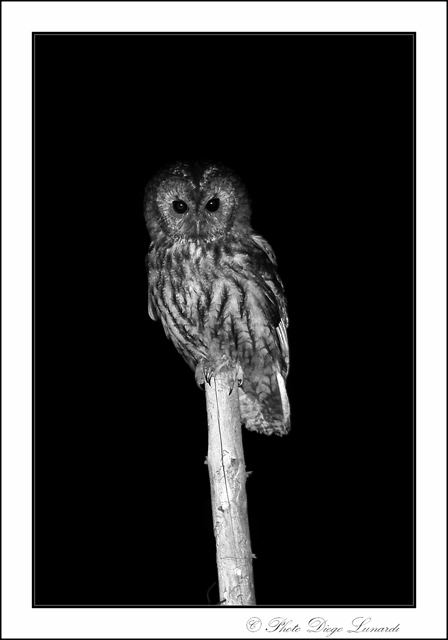 DSC_2724b&w.jpg
