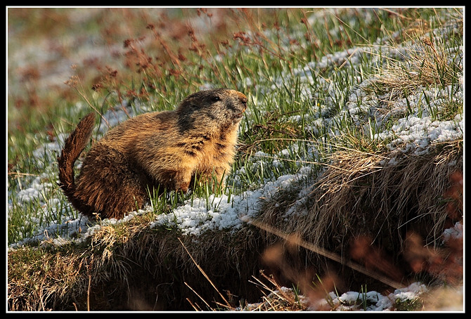 marmotta.jpg