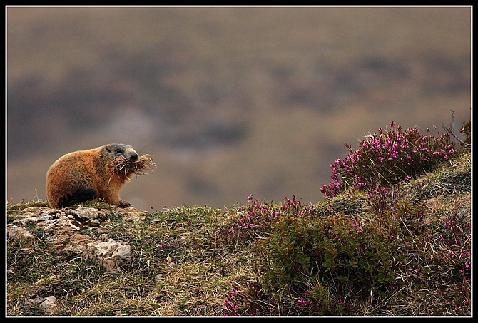 MARMOTTA.jpg