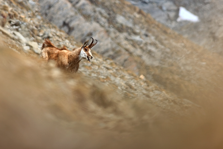 Camoscio nello sfuocato.jpg