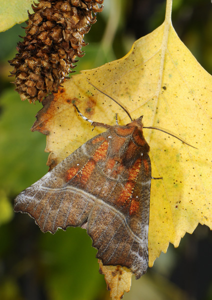 Scolipteryx libatrix .jpg