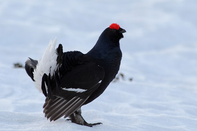 Gallo Forcello [640x480].JPG