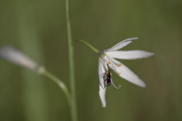 adelidae.jpg