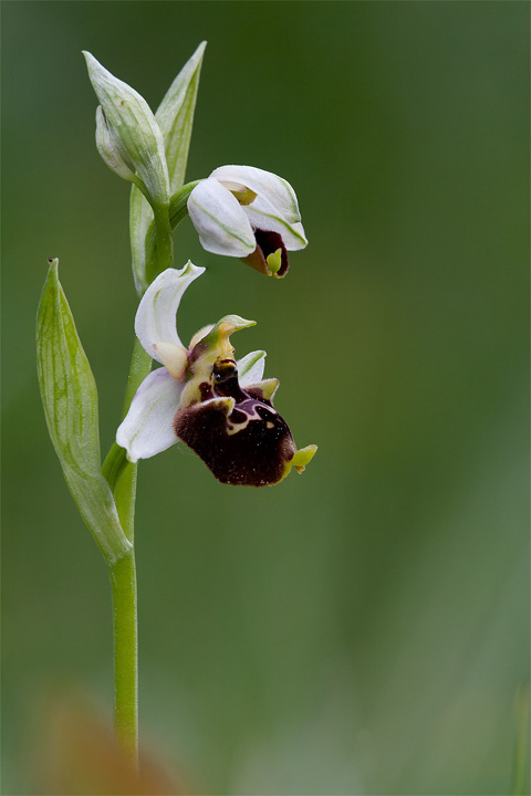ophrys holoserica 720.jpg