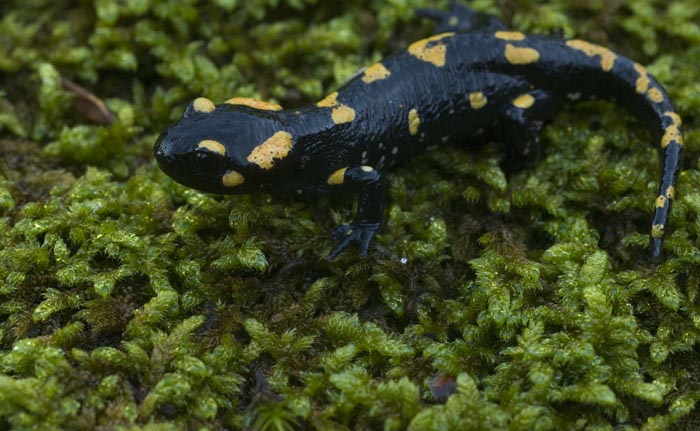 salamandra 3.jpg