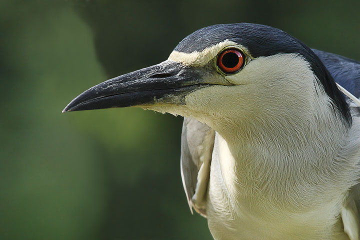 Nitticora-Nycticorax-nycticorax.jpg