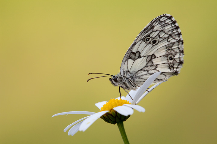 _MG_9227Melanargia galathea720.jpg