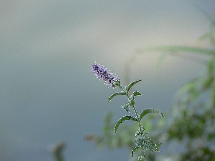 P1110276.jpg