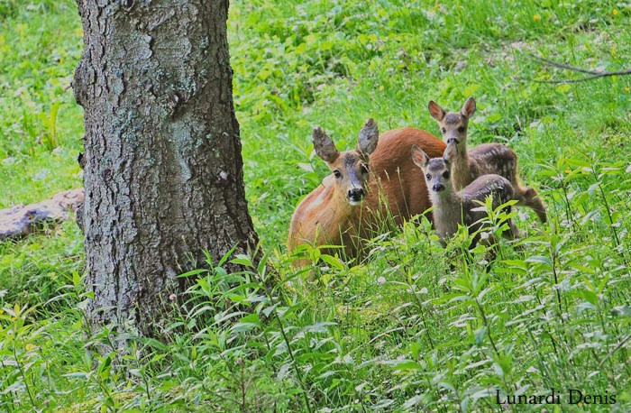 mamma e bambi.jpg