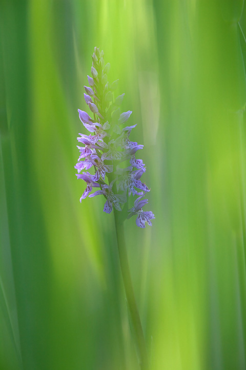 _MG_9376maculata720.jpg