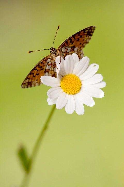 _MG_9626Boloria selene720.jpg