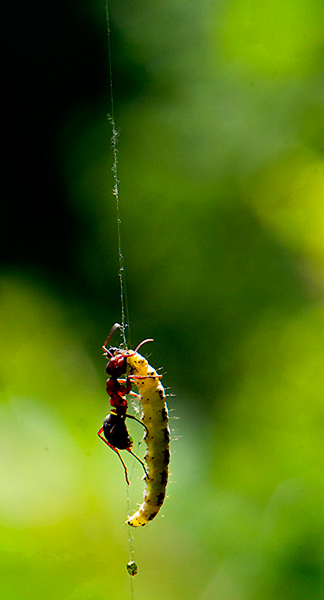 Yponomeuta-sp._1.jpg