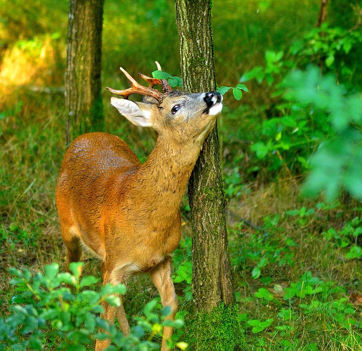 DSC_2661-web.jpg