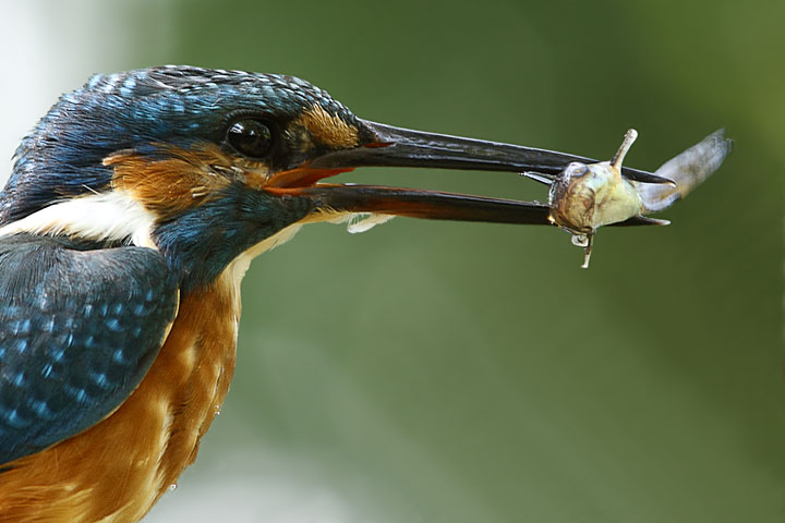 Martin-Pescatore-2011_1422-f9.jpg