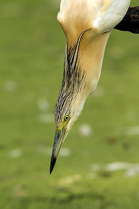 Sgarza-ciuffetto-Ardeola-ralloides-2011_1073-f9.jpg