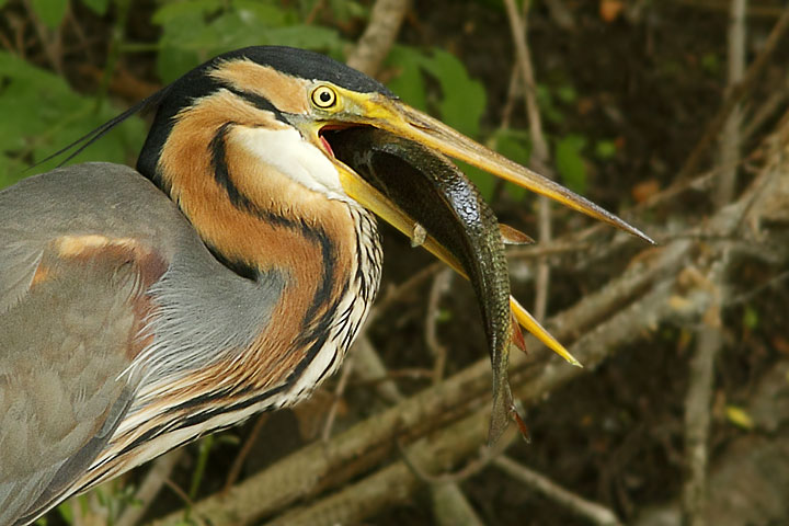 1-Airone-Rosso-Ardea-P-urourea-2011_0668-f9.jpg