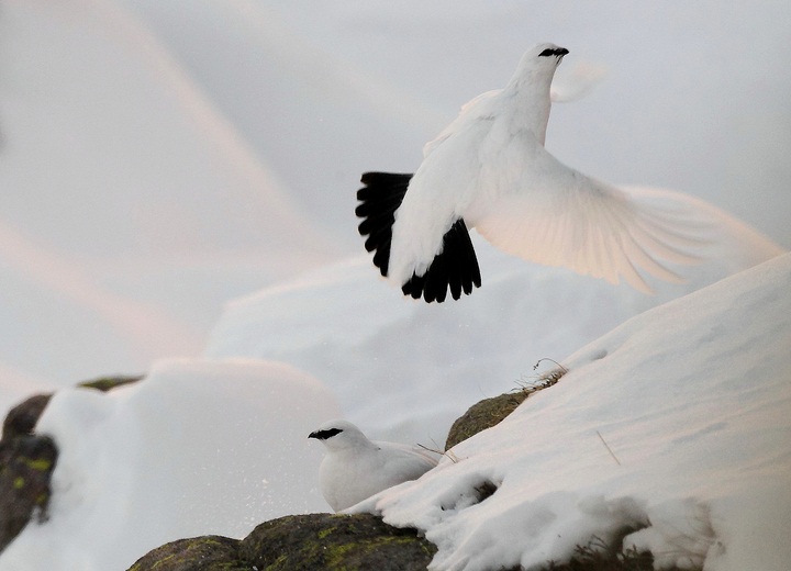 in volo [800x600].JPG