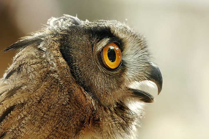 Gufo-2005_6975-f101.jpg