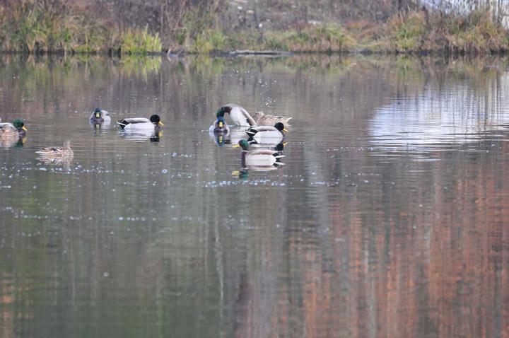 Ducksmall.jpg
