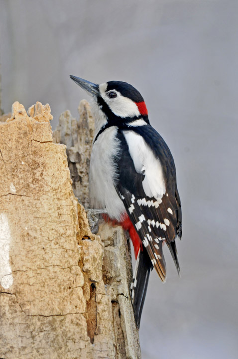 picchio rosso maggiore feb 2012 12.jpg