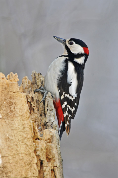 picchio rosso maggiore feb 2012 2.jpg