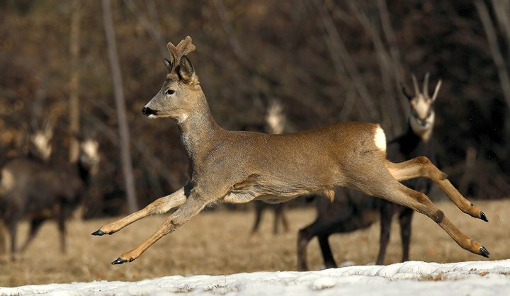 Capriolo 1_filtered_Copia [640x480].jpg