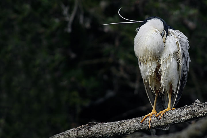 Nitticora-Nycticorax-nycticorax.jpg