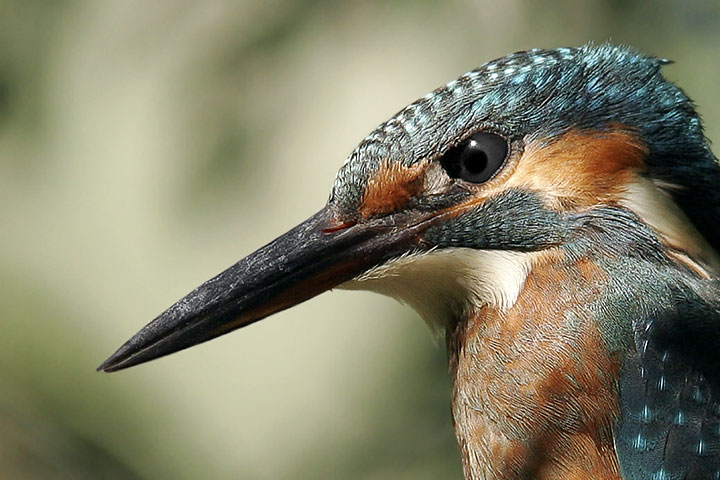 Martin-Pescatore.jpg