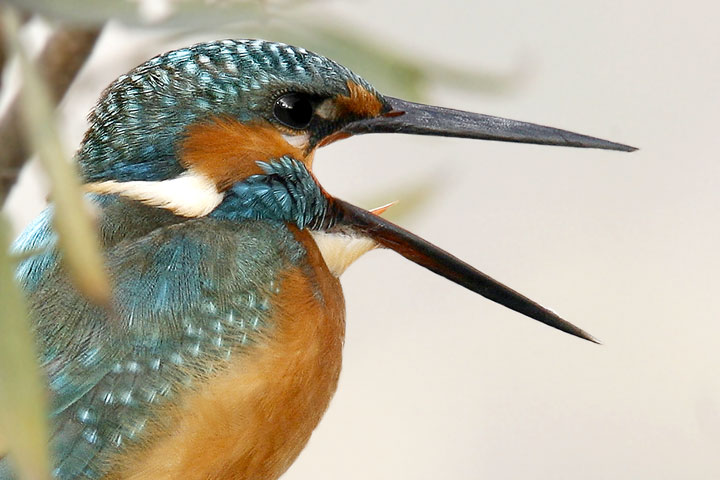 Martin-Pescatore 2.jpg