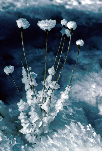 fiori di brina.jpg