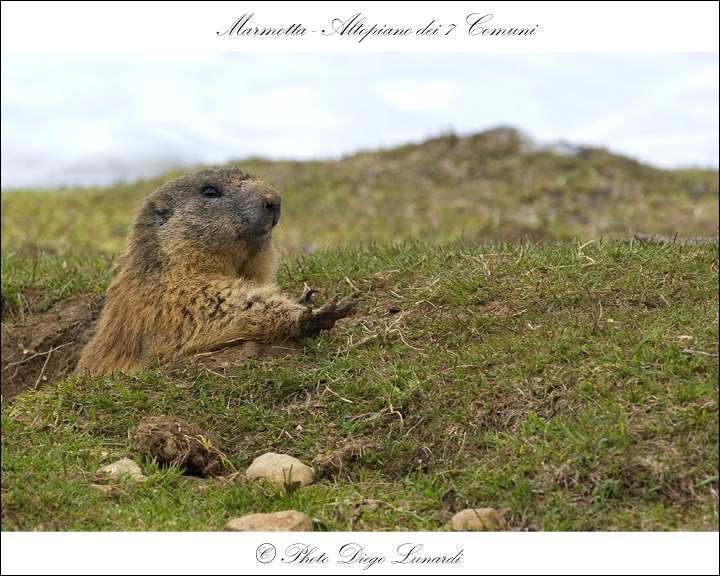 Marmotta.jpg