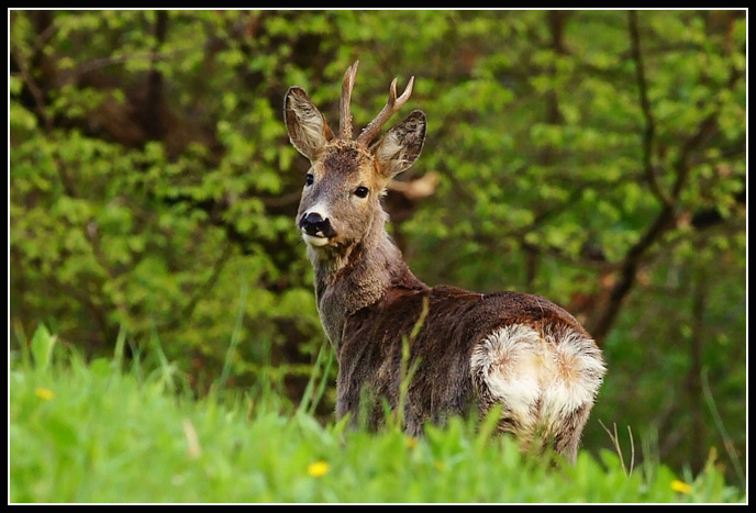 maschio-capreolus.jpg111111.jpg