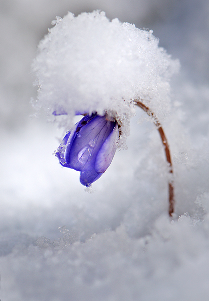 Hepatica nobilis .jpg