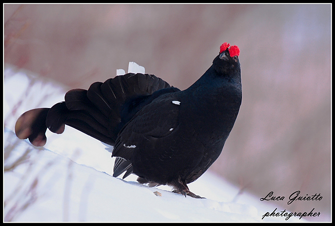 gallo-forcello.1.jpg