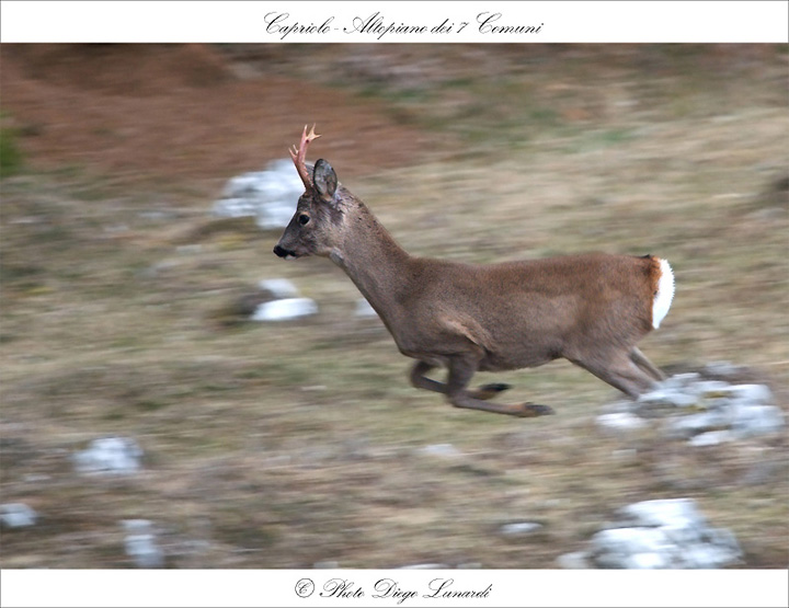 Caprioli - Panning.jpg