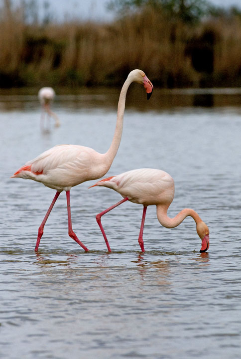 fenicotteri camargue 2012 2.jpg