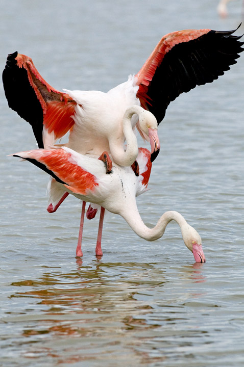 accoppiamento fenicotteri camargue 2012 2.jpg