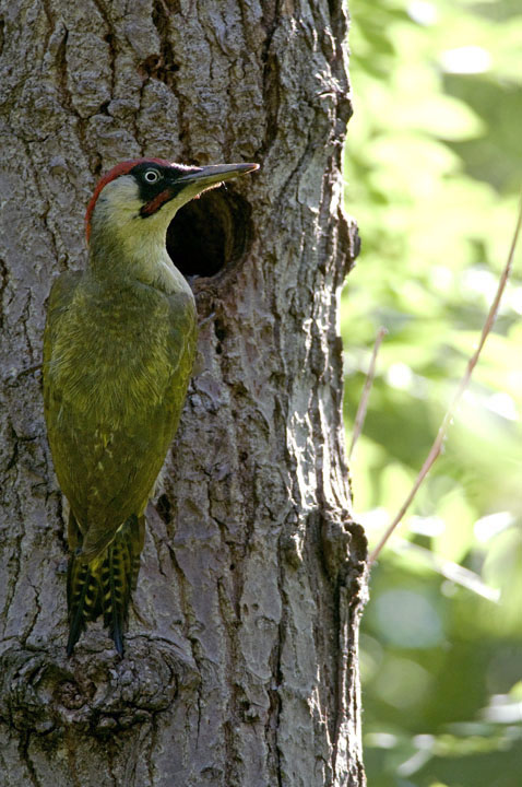 picchio_verde_maggio_2012_1.jpg