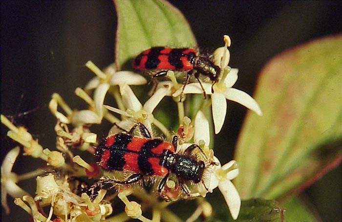 trichodes alvearius.JPG