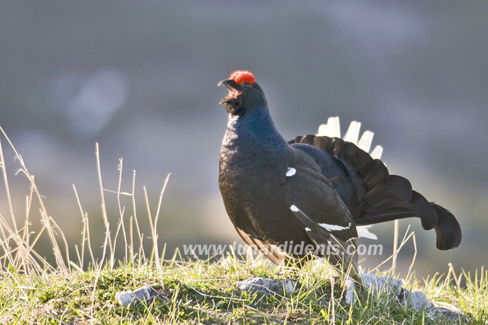 gallo forcello 700.jpg