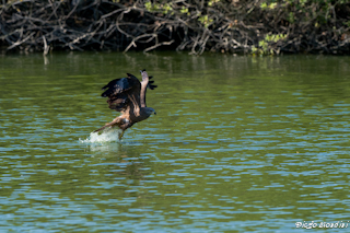 Marcaria_2012giu27_dm 116.jpg