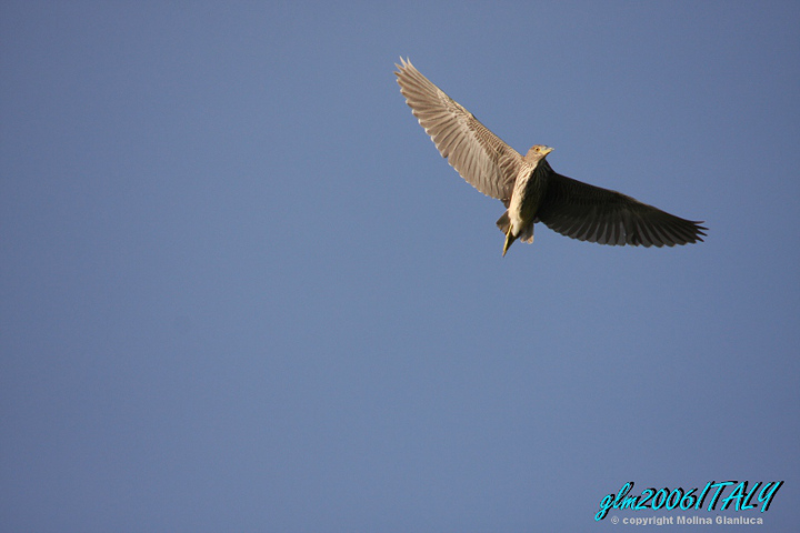 il falso rapace_13_coprid.JPG