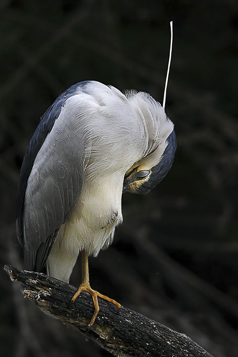Nitticora-Nycticorax-nycticorax--1.jpg