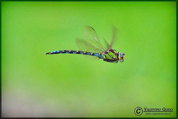 DSC_3614fb.JPG