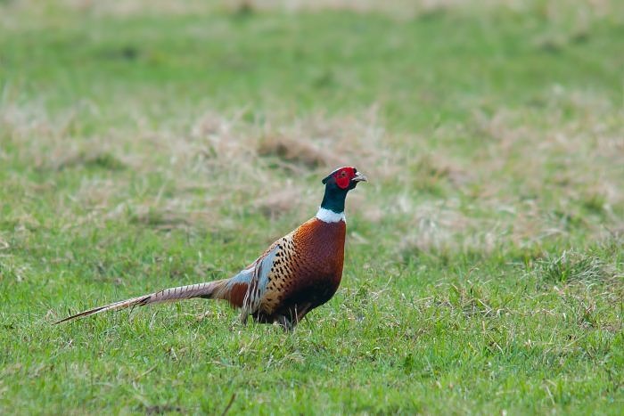 DSC_0084_01.JPG