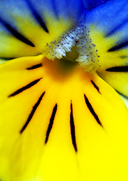 Viola tricolor.jpg