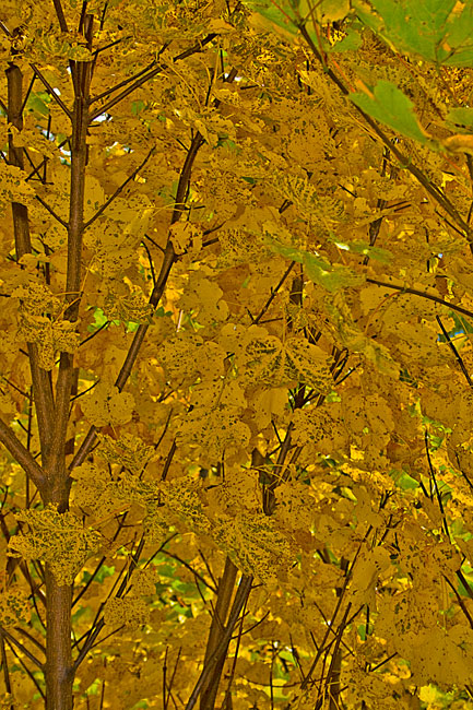Autunno_Avanze08_1254.jpg