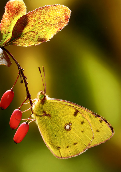 Colias australis.jpg