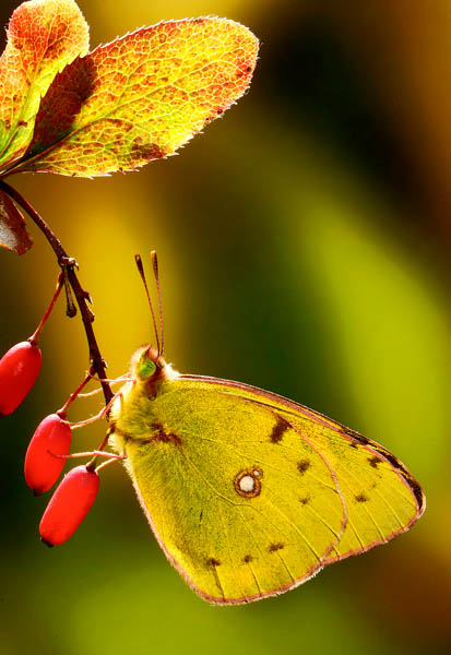 Colias australis.jpg