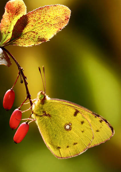 Colias australis_2.jpg